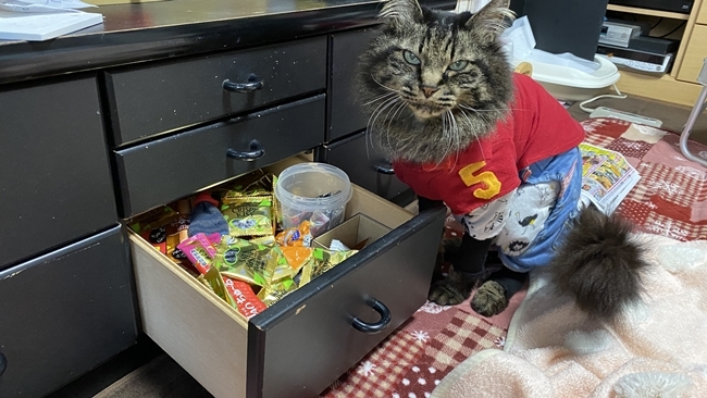賠償請求されてます。 猫のシッポにご注意w
