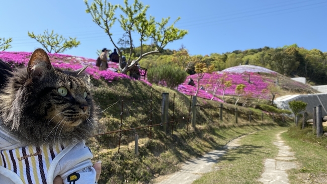 香川県東かがわ市にある「芝桜富士」はペットも入れます♪ トラちゃんも芝桜を楽しんできました。