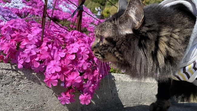香川県東かがわ市にある「芝桜富士」はペットも入れます♪ トラちゃんも芝桜を楽しんできました。