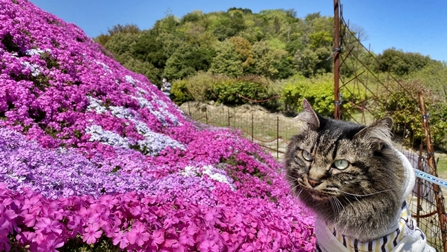 香川県東かがわ市にある「芝桜富士」はペットも入れます♪ トラちゃんも芝桜を楽しんできました。