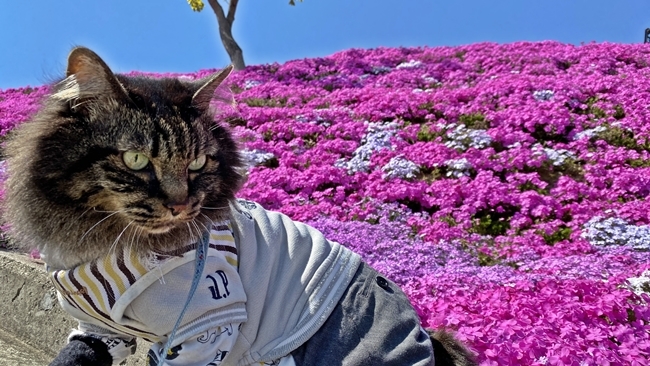 香川県東かがわ市にある「芝桜富士」はペットも入れます♪ トラちゃんも芝桜を楽しんできました。