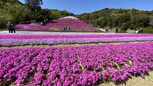 香川県東かがわ市にある「芝桜富士」はペットも入れます♪ トラちゃんも芝桜を楽しんできました。