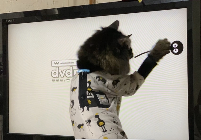 新しいストレス発散方法 猫専用動画なる神動画w