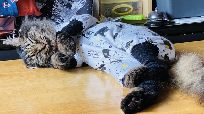 色々条件付きではありますがテーブルの上で寝れます。
