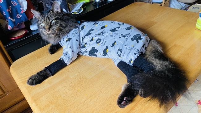 色々条件付きではありますがテーブルの上で寝れます。