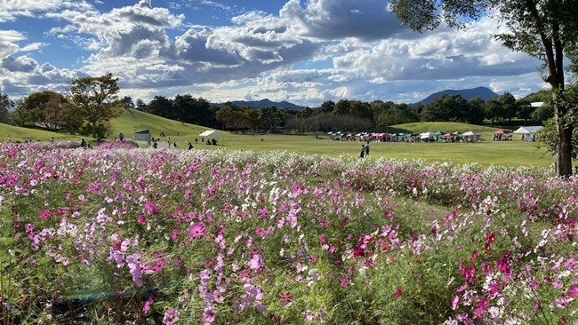 まんのう公園の「秋!色どりフェスタ」 コスモスやコキアをトラちゃんと一緒に見てきました。 香川県まんのう町 国営讃岐まんのう公園