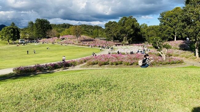 まんのう公園の「秋!色どりフェスタ」 コスモスやコキアをトラちゃんと一緒に見てきました。 香川県まんのう町 国営讃岐まんのう公園
