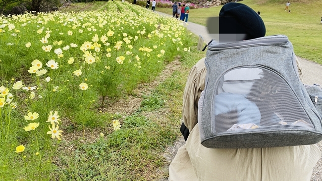 まんのう公園の「秋!色どりフェスタ」 コスモスやコキアをトラちゃんと一緒に見てきました。 香川県まんのう町 国営讃岐まんのう公園