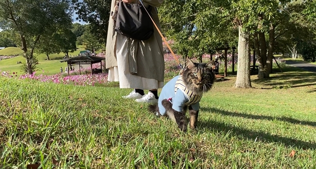 まんのう公園の「秋!色どりフェスタ」 コスモスやコキアをトラちゃんと一緒に見てきました。 香川県まんのう町 国営讃岐まんのう公園