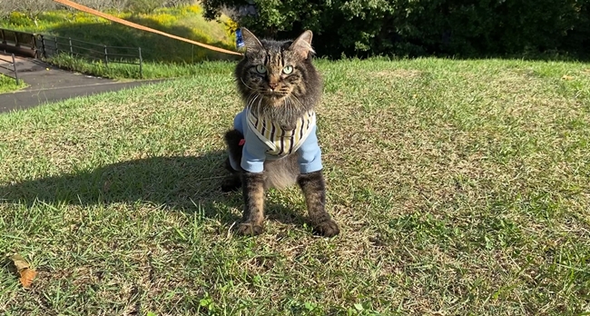 まんのう公園の「秋!色どりフェスタ」 コスモスやコキアをトラちゃんと一緒に見てきました。 香川県まんのう町 国営讃岐まんのう公園