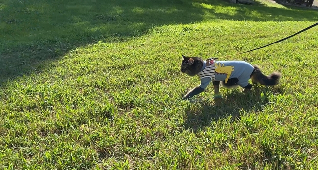 まんのう公園の「秋!色どりフェスタ」 コスモスやコキアをトラちゃんと一緒に見てきました。 香川県まんのう町 国営讃岐まんのう公園