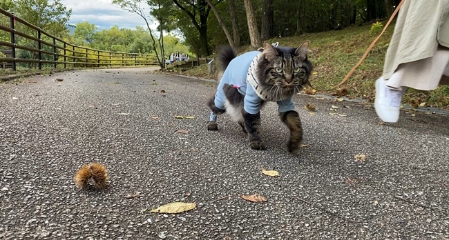 まんのう公園の「秋!色どりフェスタ」 コスモスやコキアをトラちゃんと一緒に見てきました。 香川県まんのう町 国営讃岐まんのう公園