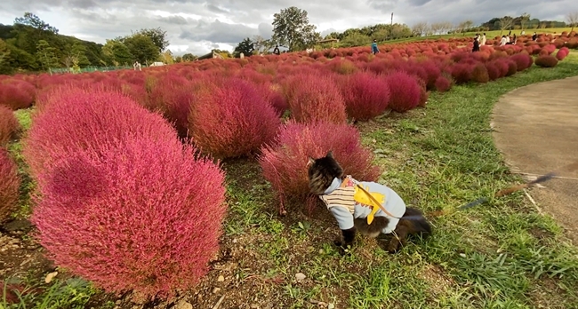 まんのう公園の「秋!色どりフェスタ」 コスモスやコキアをトラちゃんと一緒に見てきました。 香川県まんのう町 国営讃岐まんのう公園