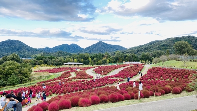 まんのう公園の「秋!色どりフェスタ」 コスモスやコキアをトラちゃんと一緒に見てきました。 香川県まんのう町 国営讃岐まんのう公園
