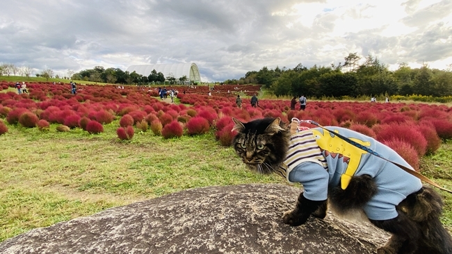 まんのう公園の「秋!色どりフェスタ」 コスモスやコキアをトラちゃんと一緒に見てきました。 香川県まんのう町 国営讃岐まんのう公園