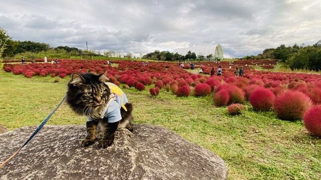 まんのう公園の「秋!色どりフェスタ」 コスモスやコキアをトラちゃんと一緒に見てきました。 香川県まんのう町 国営讃岐まんのう公園