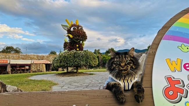 まんのう公園の「秋!色どりフェスタ」 コスモスやコキアをトラちゃんと一緒に見てきました。 香川県まんのう町 国営讃岐まんのう公園