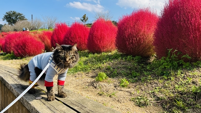 コキアとコスモスを見に行ってきました♪ ペットも一緒に入れる国営讃岐まんのう公園