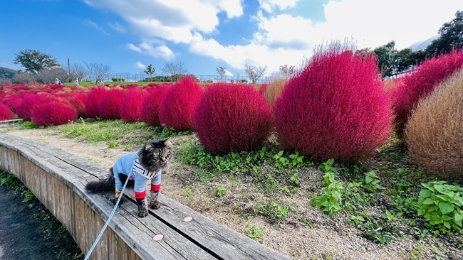 コキアとコスモスを見に行ってきました♪ ペットも一緒に入れる国営讃岐まんのう公園