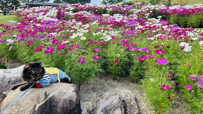 コキアとコスモスを見に行ってきました♪ ペットも一緒に入れる国営讃岐まんのう公園