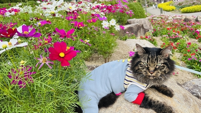 コキアとコスモスを見に行ってきました♪ ペットも一緒に入れる国営讃岐まんのう公園