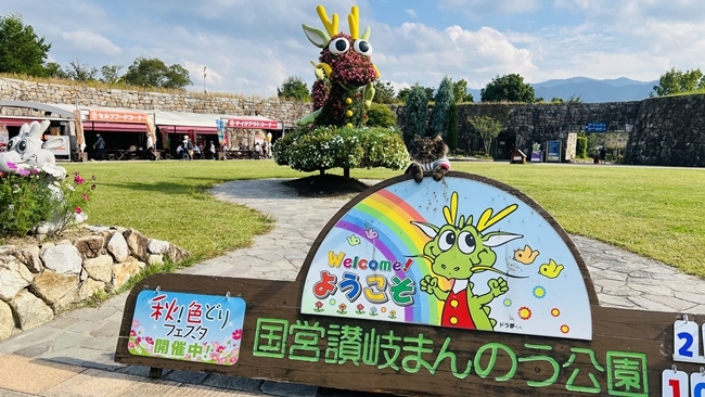コキアとコスモスを見に行ってきました♪ ペットも一緒に入れる国営讃岐まんのう公園