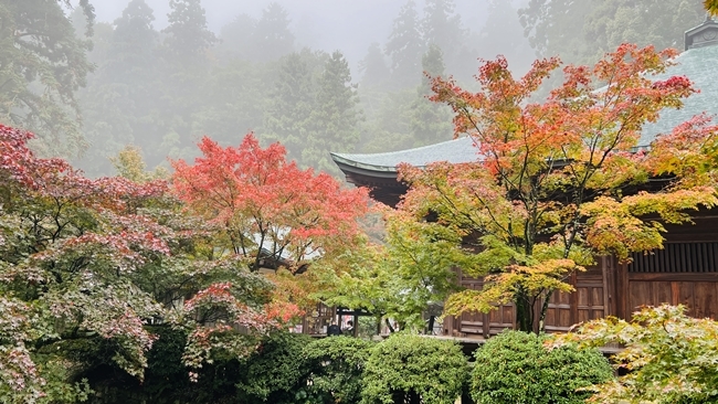 愛媛県西条市にあるお寺「西山興隆寺」紅葉を見に行ってみました♪