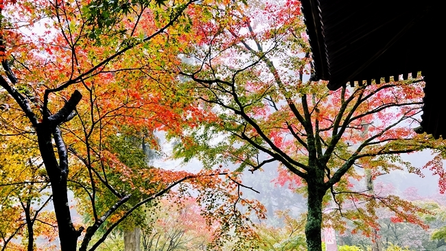 愛媛県西条市にあるお寺「西山興隆寺」紅葉を見に行ってみました♪
