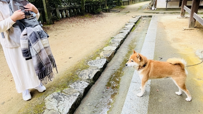 愛媛県西条市にあるお寺「西山興隆寺」紅葉を見に行ってみました♪