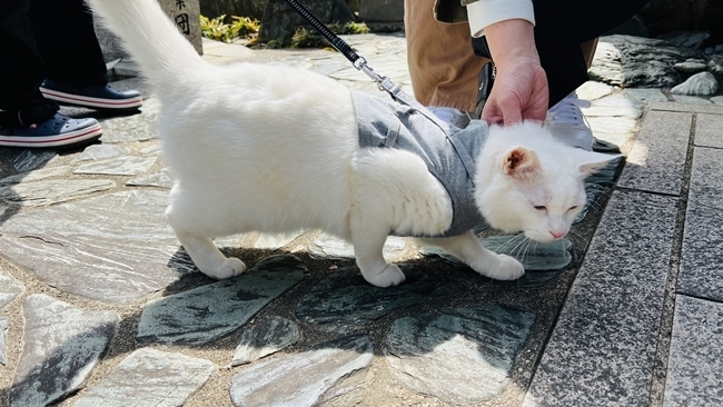 王子神社 猫のデザインの御朱印も可愛い 徳島市にある猫神さん