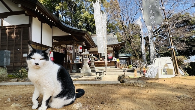 王子神社 猫のデザインの御朱印も可愛い 徳島市にある猫神さん