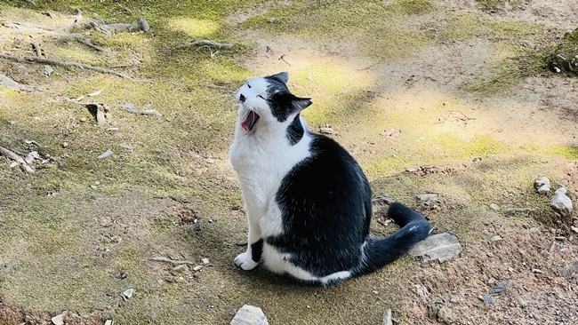 王子神社 猫のデザインの御朱印も可愛い 徳島市にある猫神さん