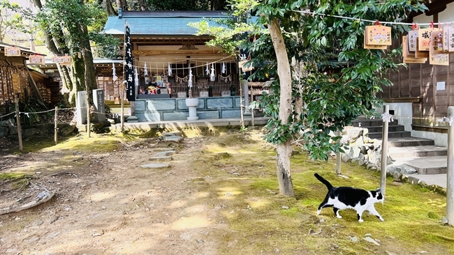王子神社 猫のデザインの御朱印も可愛い 徳島市にある猫神さん