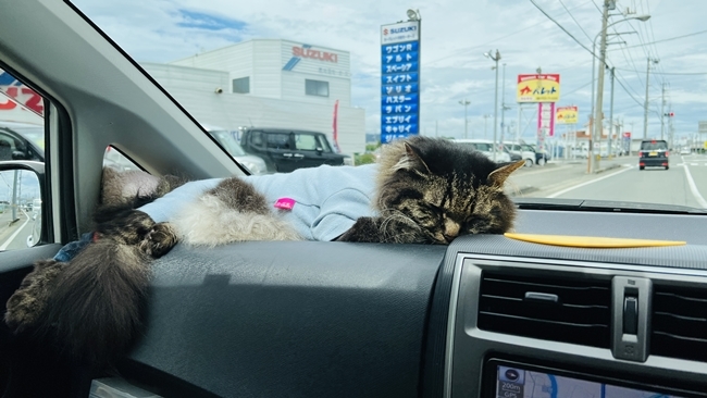 トラちゃんと一緒に「ひまわり」を見に行ってきました♪ 徳島県阿波市善入寺島(ぜんにゅうじとう)まで猫を連れてドライブ