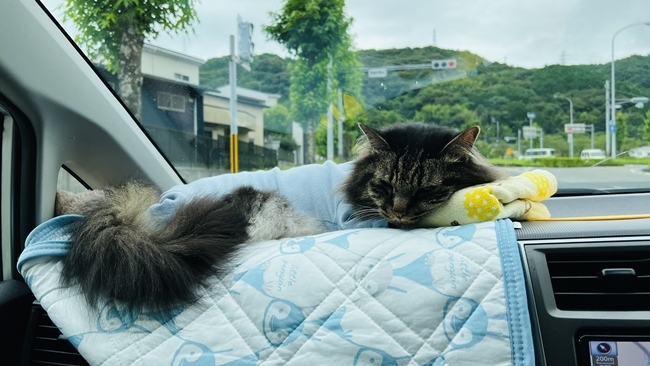 トラちゃん、四国の避暑地! 四国カルスト天狗高原から大野ヶ原までドライブ♪