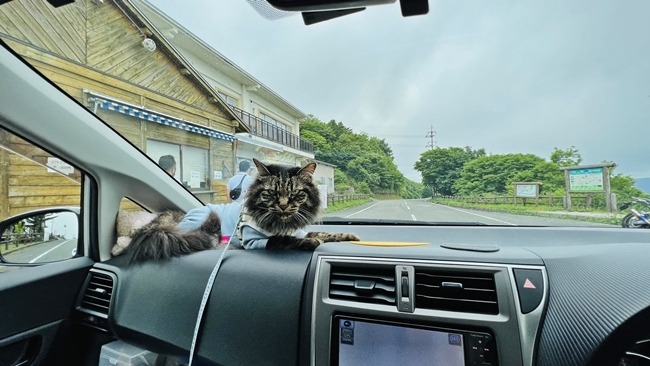 トラちゃん、四国の避暑地! 四国カルスト天狗高原から大野ヶ原までドライブ♪