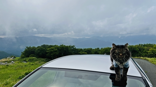 トラちゃん、四国の避暑地! 四国カルスト天狗高原から大野ヶ原までドライブ♪