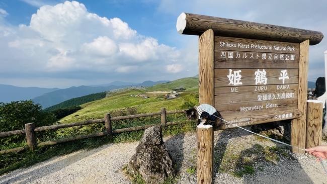 夏の終わりに四国カルスト、天狗高原へ愛猫とドライブしながらお出かけ