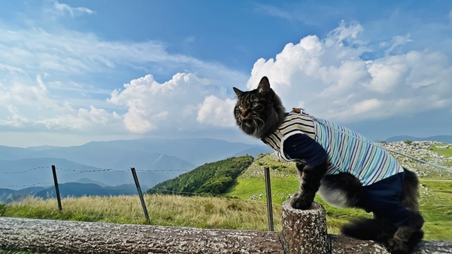 夏の終わりに四国カルスト、天狗高原へ愛猫とドライブしながらお出かけ