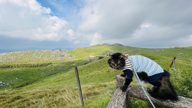 夏の終わりに四国カルスト、天狗高原へ愛猫とドライブしながらお出かけ