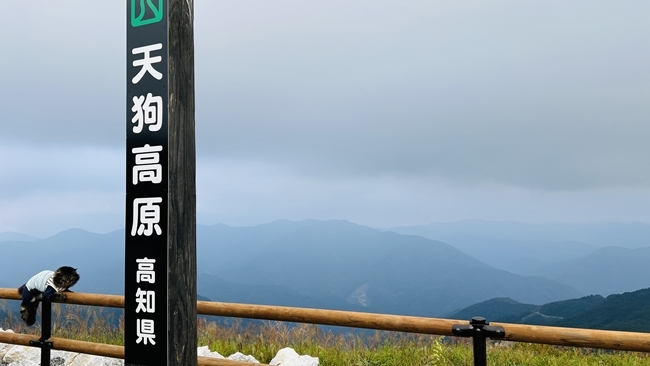 夏の終わりに四国カルスト、天狗高原へ愛猫とドライブしながらお出かけ