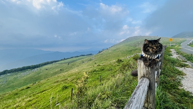 夏の終わりに四国カルスト、天狗高原へ愛猫とドライブしながらお出かけ