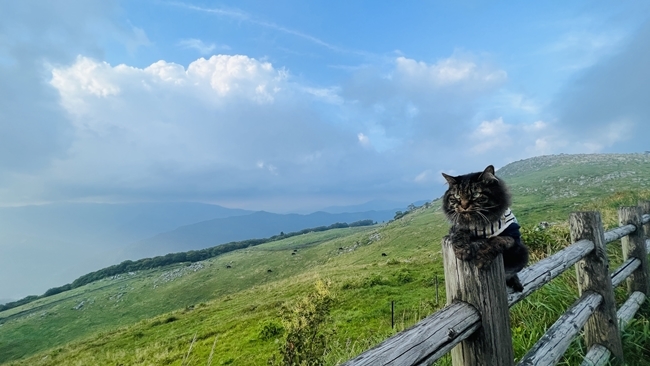 夏の終わりに四国カルスト、天狗高原へ愛猫とドライブしながらお出かけ