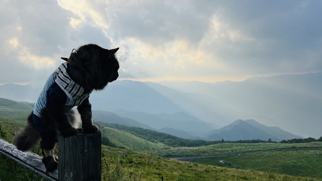 夏の終わりに四国カルスト、天狗高原へ愛猫とドライブしながらお出かけ