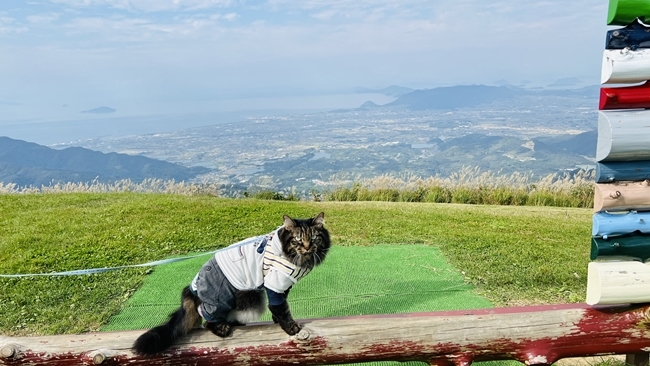 雲辺寺山頂公園で景色を背景に座る愛猫トラちゃん