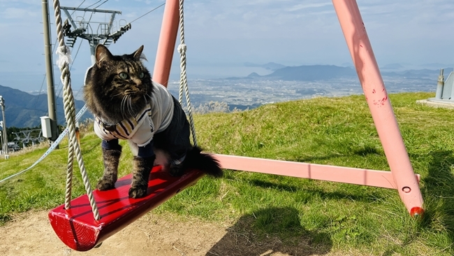 雲辺寺山頂公園のブランコに乗る愛猫トラちゃん