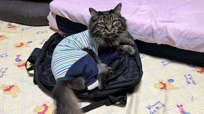 お出かけ用リュックの上で出発を待つ愛猫トラちゃん