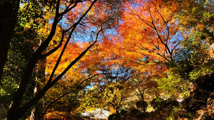 令和８年 午(うま）干支の切り絵 吉祥宝来 西山興隆寺へ紅葉を楽しみながら猫のトラちゃんが行く