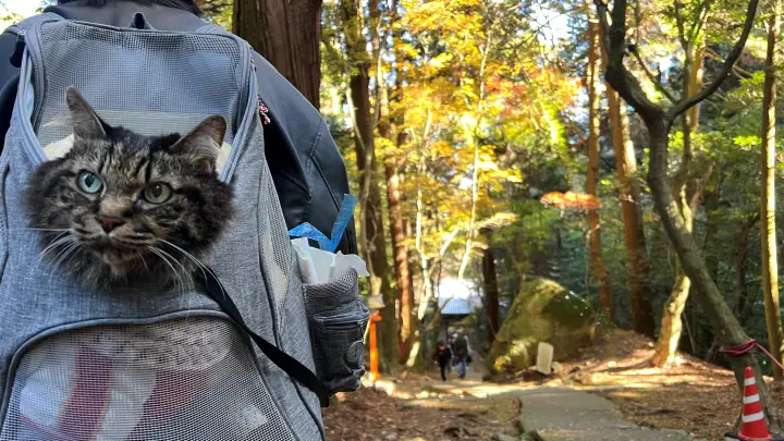 令和８年 午(うま）干支の切り絵 吉祥宝来 西山興隆寺へ紅葉を楽しみながら猫のトラちゃんが行く