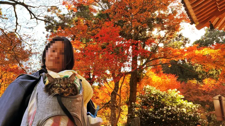 令和８年 午(うま）干支の切り絵 吉祥宝来 西山興隆寺へ紅葉を楽しみながら猫のトラちゃんが行く